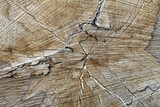 Fototapeta  - Cut tree trunk - texture of wood