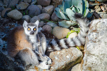 Cute Ring-Tailed Lemur Sitting On The Rock.