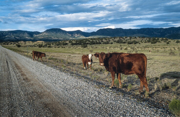 Wall Mural - Cows in prairie near road at Coronado New Mexico USA