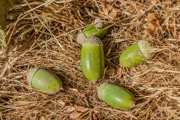 Wall Mural - Green acorns in nature under a tree in dry grass