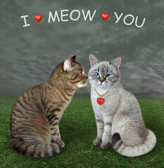 Wall Mural - A beige cat in love kisses its ashen lover in a meadow. I meow you.