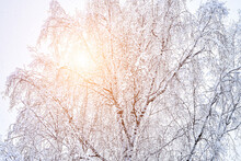 Birch Branches Covered With Snow In Winter Sunny Day. Winter Weather And Snowfall Concept.