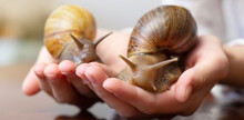 Achatina Snail. Two Large Snails Lie In The Hands Of The Girl. Close-up. Panarama