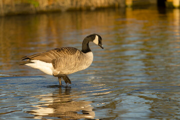 Sticker - Canada goose, Branta canadensis