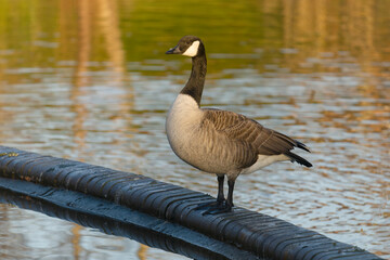 Wall Mural - Canada goose, Branta canadensis