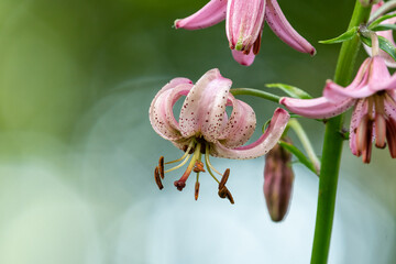 Closeup of a martagon lily in the Austrian alps