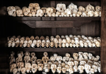 Cubbord Full Of Monkey Skulls Forbidden Import. Endangered Species. Forbidden Goods By Customs.