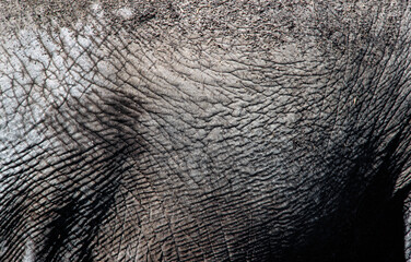 Wall Mural - Elefant skin