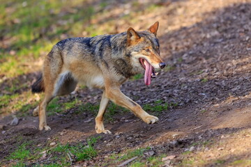  male Eurasian wolf (Canis lupus lupus) walks wearily with his long tongue out of his mouth