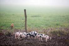 Spotted Piglets On Organic Farm In The Netherlands