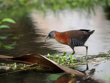 Gray-necked Wood Rail, Aramides Cajaneus. Looking For Food In The Swamp. Costa Rica