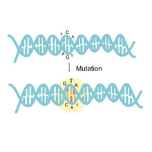 The Focus Picture Of Mutation Site At The DNA Double Stand