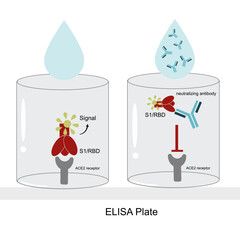 The Close up view of Surrogate virus neutralization test (Competitive ELISA) in well plate for Neutralizing Antibody detection