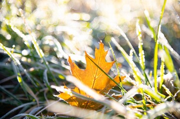 Wall Mural - On the grass covered with hoarfrost lies an oak leaf illuminated by the morning sun. In the background, the bokeh is formed by drops of dew