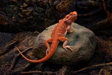A Bearded Lizard Of Red Or Pink Color Sits On A Dark Brown Stone. Filmed In The Studio. Reptile.