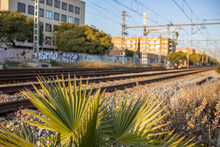 Green Leaves Of A Palm Tree On The Background Of Railway Tracks. Green Plant Near The Railway Station.