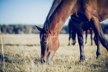  Muzzle of grazing horse close-up.