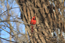 Red Male Cardinal Bird Sitting On The Tree Branch