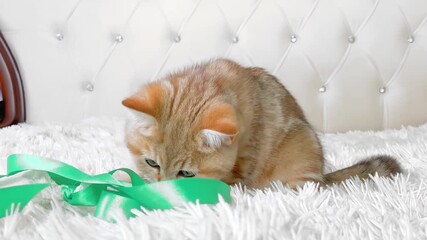 Wall Mural - little red ginger striped kitten sitting and playing with green ribbon on white bed. British chinchilla cat. Adorable pets 