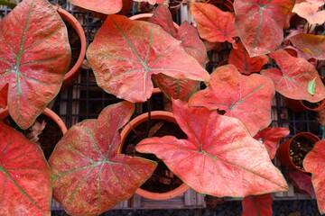 Wall Mural - caladium bicolor,Candinum,vent angel wings,araceae,caladium,elephant ear, colocasia esculenta, bubble tree and red leaves heart shape on pot on natural background