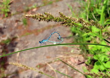 Blue Dragonfly On A Twig