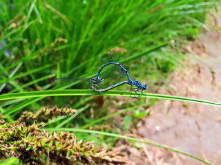 blue dragonfly on grass