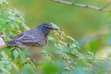 Wall Mural - Close-up of an American Robin (Turdus migratorius) perched in a Burning Bush (Euonymus alatus).