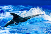 The Fin Of A Swimming Dolphin In Water With Splashes