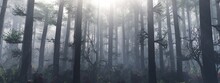 Forest In The Morning In A Fog In The Sun, Trees In A Haze Of Light, Glowing Fog Among The Trees, 3D Rendering