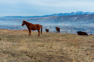 Wall Mural - horses in the field