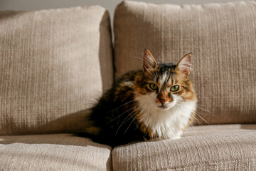 Wall Mural - Portrait of cute siberian cat with green eyes lying on beige textile sofa at home. Soft fluffy purebred long hair straight-eared kitty. Background, copy space, close up.