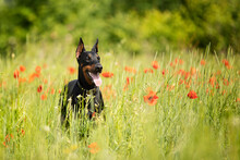 Portrait Of Dobermann Pincher Sitting In Meadow With Flowers In Summer Early Morning