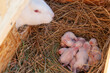 The mother rabbit sniffs her newborn rabbits in the nest.