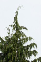 Cool green tree with white sky