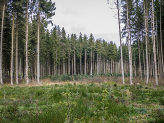  Wiederaufforstung nach Abholzung im Mischwald