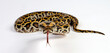 © bennytrapp - züngelnde Schlange - Dunkler Tigerpython // Burmese python (Python bivittatus)