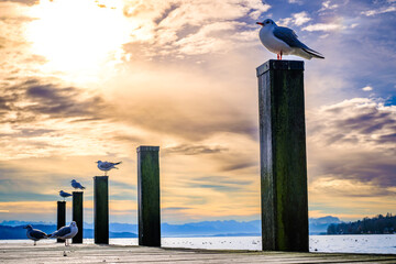 Wall Mural - old wooden jetty at a lake