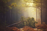 Fototapeta  - Jesienny las sosnowy we mgle droga i przewalone drzewo
