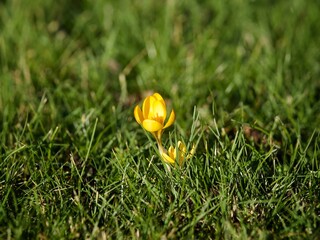 Canvas Print - Crocus 