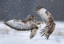 Fighting Common Buzzards In The Winter Scenery ( Buteo Bute