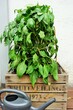 Paprikapflanze / Pepper Plant