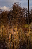 Fototapeta  - Ozdobna trawa powiązana w  wiechy w celu ochrony przed zimą w ogrodzie .