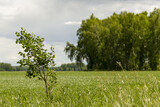 Fototapeta Tęcza - Lonely tree against the backdrop of a green field and a large forest.