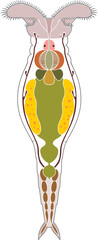 Sticker - Scheme of bdelloid rotifer anatomy isolated on white background