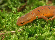 Closeup On A Colorful But Poisonous Red Eft Of The Eastern Or Broken-Striped Newt, Notophthalmus Viridescens