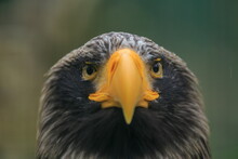 Female Steller's Sea Eagle (Haliaeetus Pelagicus) Close-up Portrait From The Front