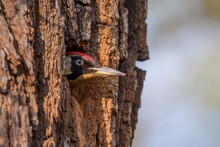 European Green Woodpecker (Picus Viridis) Just A Little Head Peeking Out Of A Tree Cavity