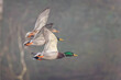 Close up of three Mallard ducks flying abreast