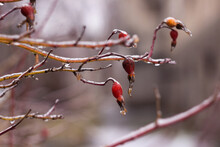 Red Rosebuds In Ice From Freezing Rain In Winter. Cold Concept