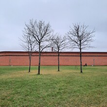 Bare Trees Against A Red Brick Wall